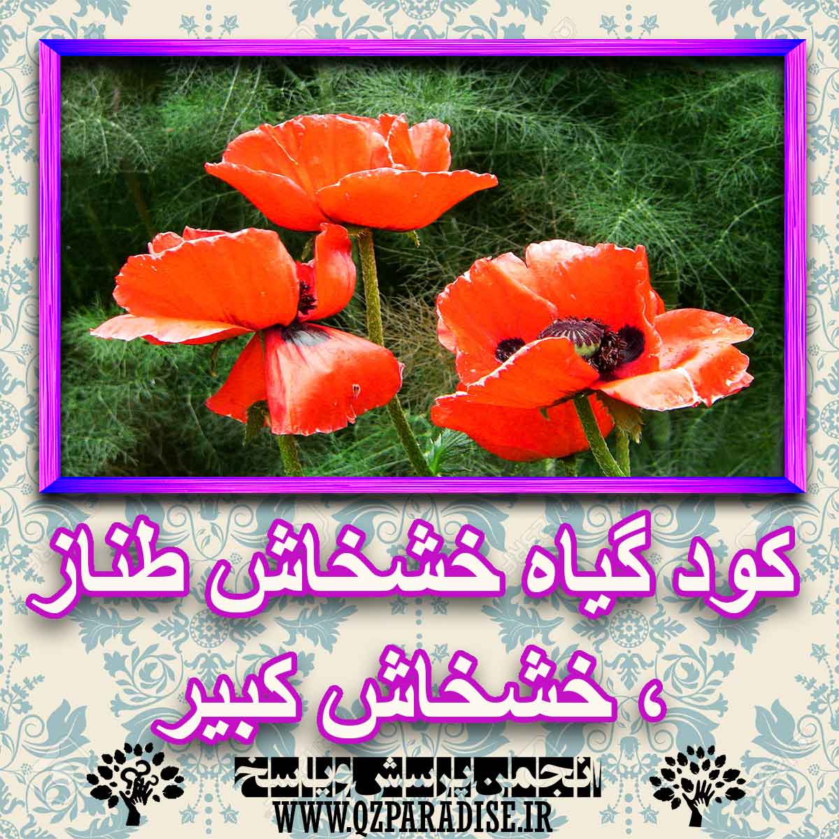 خواص استفاده از گیاه-خشخاش-طناز-خشخاش-کبیر را شرح دهید ؟ 0684152972d53e7883973a94a1116623dea34823 227 - خواص استفاده از گیاه-خشخاش-طناز-خشخاش-کبیر را شرح دهید ؟