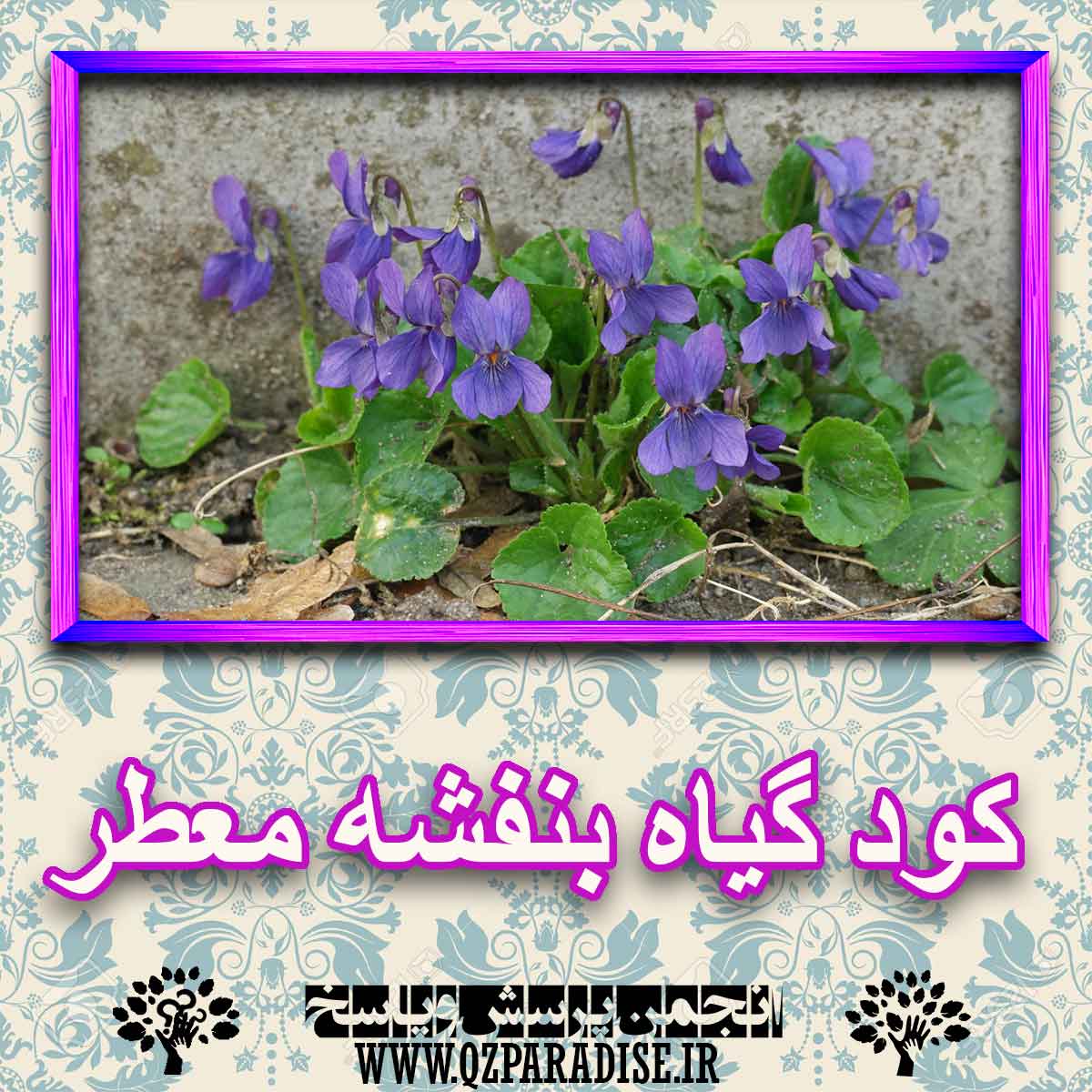 کود مناسب گیاه بنفشه معطر چیست و چه خاصیتی دارد؟ 075d257fddc389de3f1fe08fdf42b0756fbd2b09 227 - کود مناسب گیاه بنفشه معطر چیست و چه خاصیتی دارد؟