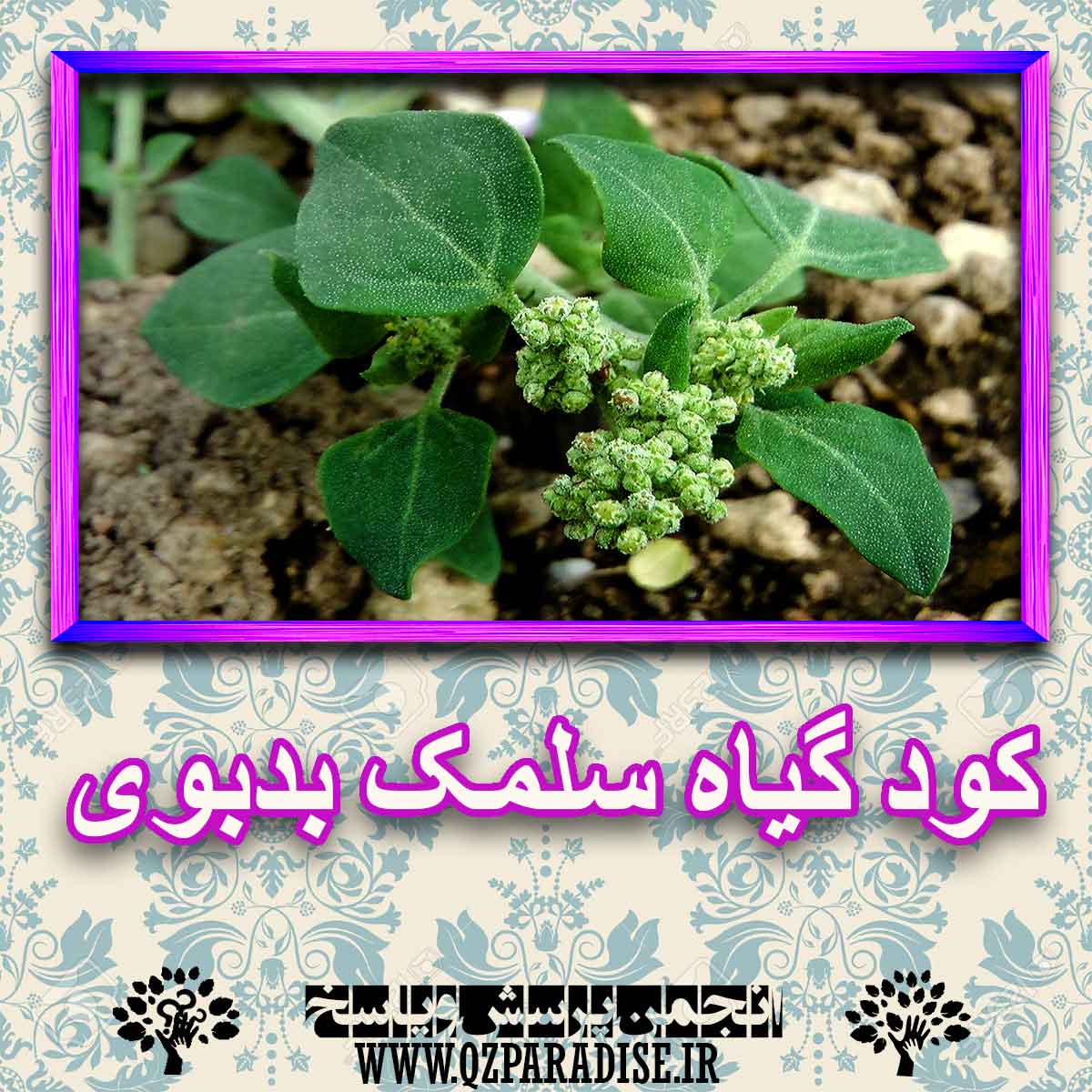 خواص استفاده از کود گیاه سلمک بدبوی شرح دهید ؟ 078123e75eac25b9eae0dd7065a0639f70f99afa 227 - خواص استفاده از کود گیاه سلمک بدبوی شرح دهید ؟