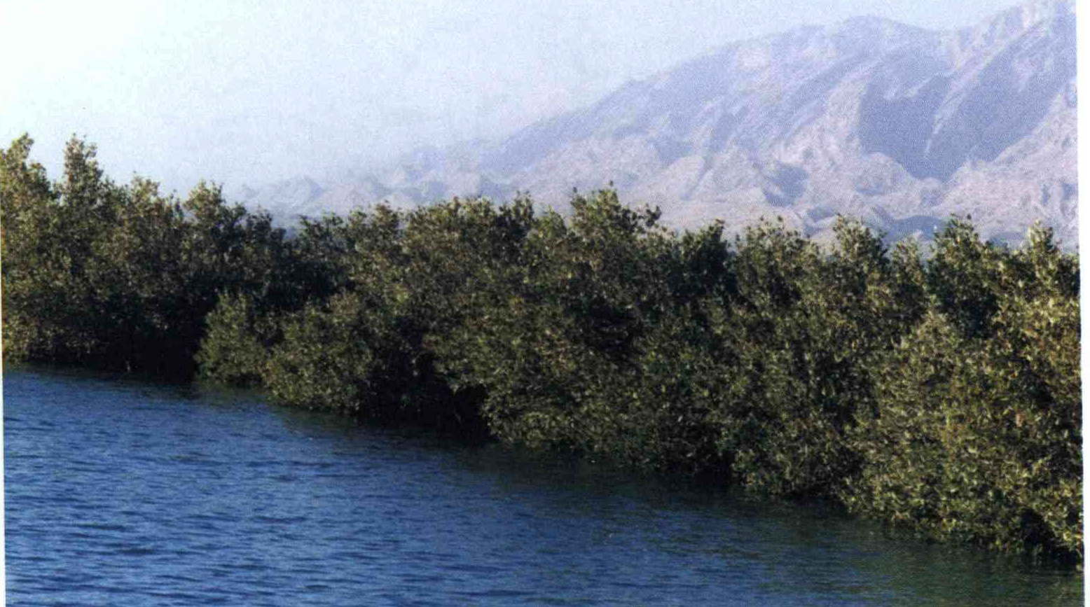 خواص استفاده از کود گیاه تیره حرا ، تمر را شرح دهید ؟ 079e30f0563c1ad3d26549032832101bdc35fd6e 14 - خواص استفاده از کود گیاه تیره حرا ، تمر را شرح دهید ؟