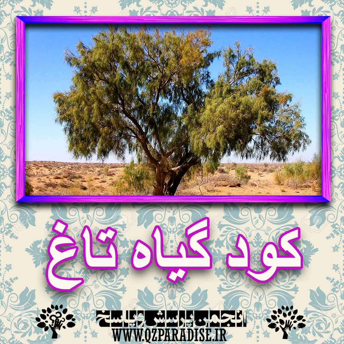 خواص استفاده از کود گیاه تاغ را شرح دهید ؟ 07c7316c0b24aba3f84314cbe4feaa91efacaf6d 227 - خواص استفاده از کود گیاه تاغ را شرح دهید ؟