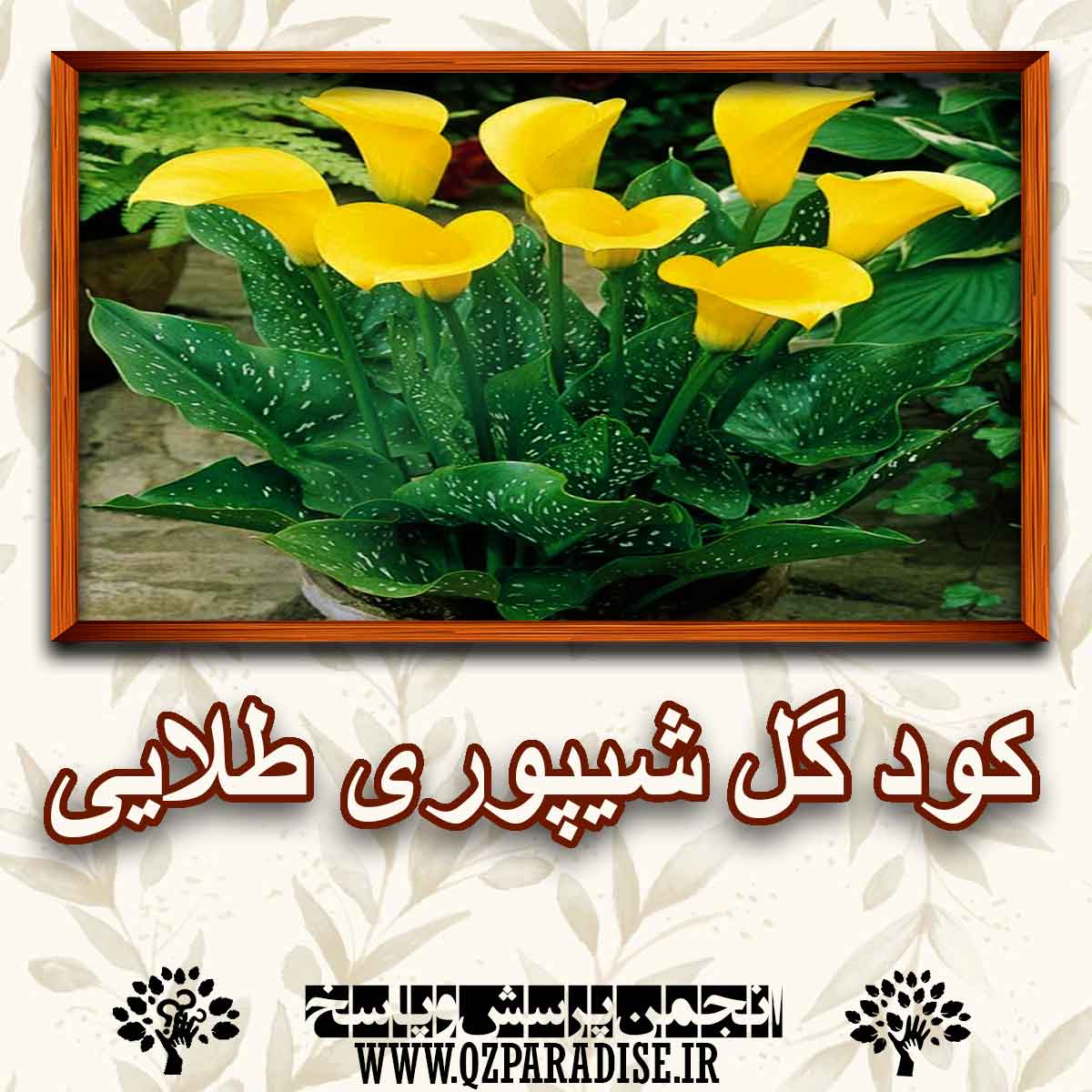 خواص و فواید کود گل شیپوری طلایی را شرح دهید ؟ 0827b8ffacb4b8355bb56bea607d9493b0d09814 227 - خواص و فواید کود گل شیپوری طلایی را شرح دهید ؟