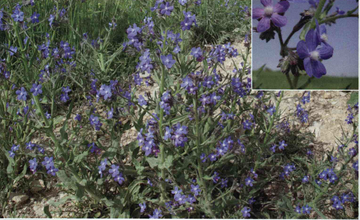 خواص استفاده از کود گیاه تیره گل گاو زبان را شرح دهید ؟ 086fb23f72b80b0bed109b5ccb6d8c8a61c31666 14 - خواص استفاده از کود گیاه تیره گل گاو زبان را شرح دهید ؟