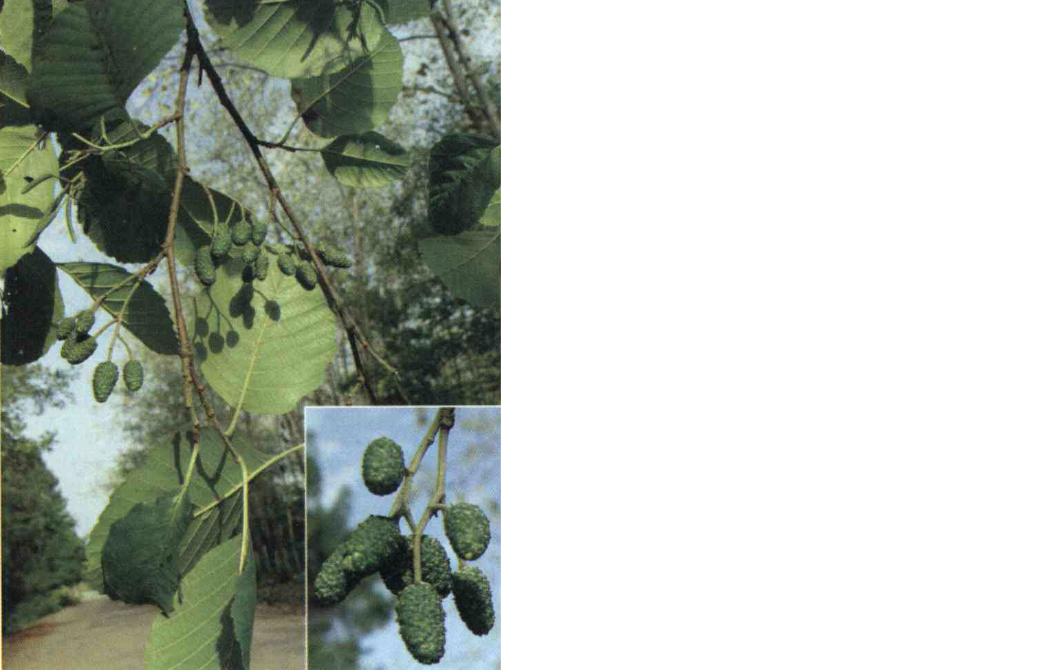 خواص استفاده از کود گیاه توسکای قشلاقی را شرح دهید ؟ 092b8106c2cbd7e8b28ce1d413866cbdaf44676c 14 - خواص استفاده از کود گیاه توسکای قشلاقی را شرح دهید ؟