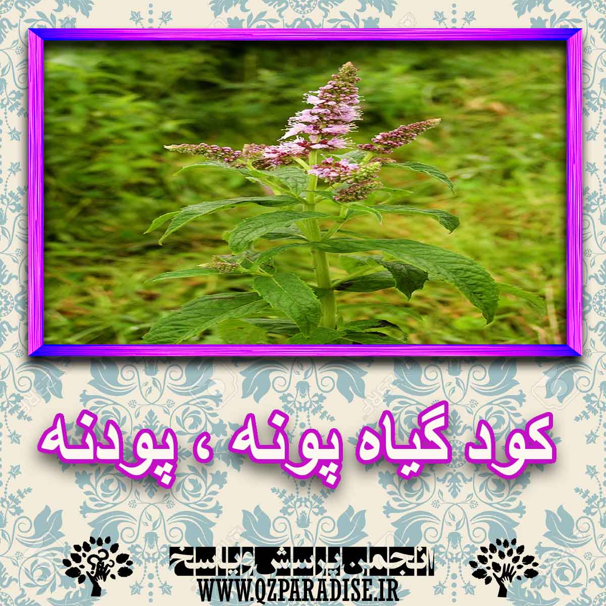 خواص استفاده از گیاه-پونه-پودنه را شرح دهید ؟ 09bccb56ad7d0881f171a685b67c27ab76485d4e 227 - خواص استفاده از گیاه-پونه-پودنه را شرح دهید ؟