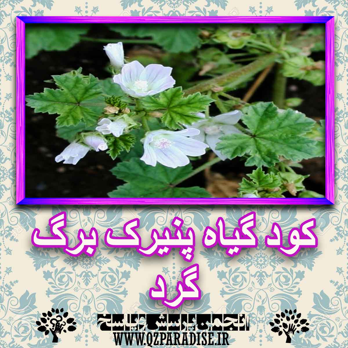 خواص استفاده از گیاه-پنیرک-برگ-گرد را شرح دهید ؟ 09c8e1648453ae9060fe79fe02bb156f42d6f2ac 227 - خواص استفاده از گیاه-پنیرک-برگ-گرد را شرح دهید ؟