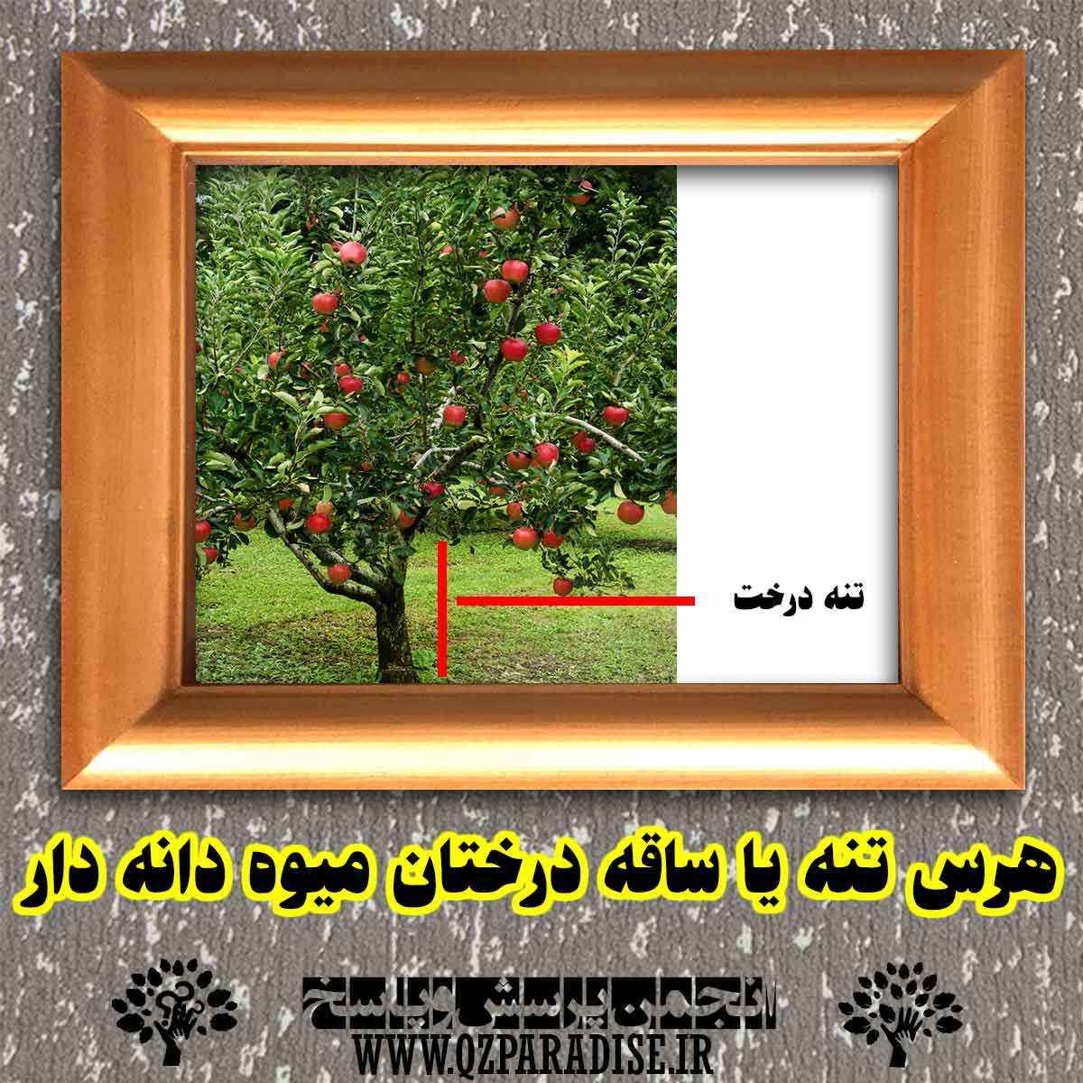 هرس تنه یا ساقه درختان میوه دانه دار چگونه انجام می شود؟ 0a4c048da569c4680f7590c2cf8d856aadfc6954 227 - هرس تنه یا ساقه درختان میوه دانه دار چگونه انجام می شود؟