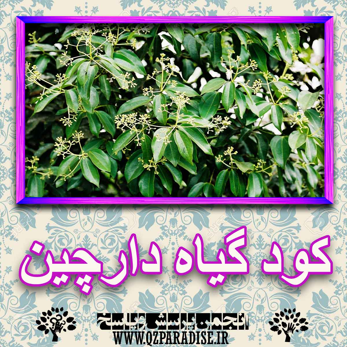 خواص استفاده از گیاه-دارچین را شرح دهید ؟ 0b0d21aee0650ed9a257e3ae0637ebee5e9f444d 227 - خواص استفاده از گیاه-دارچین را شرح دهید ؟