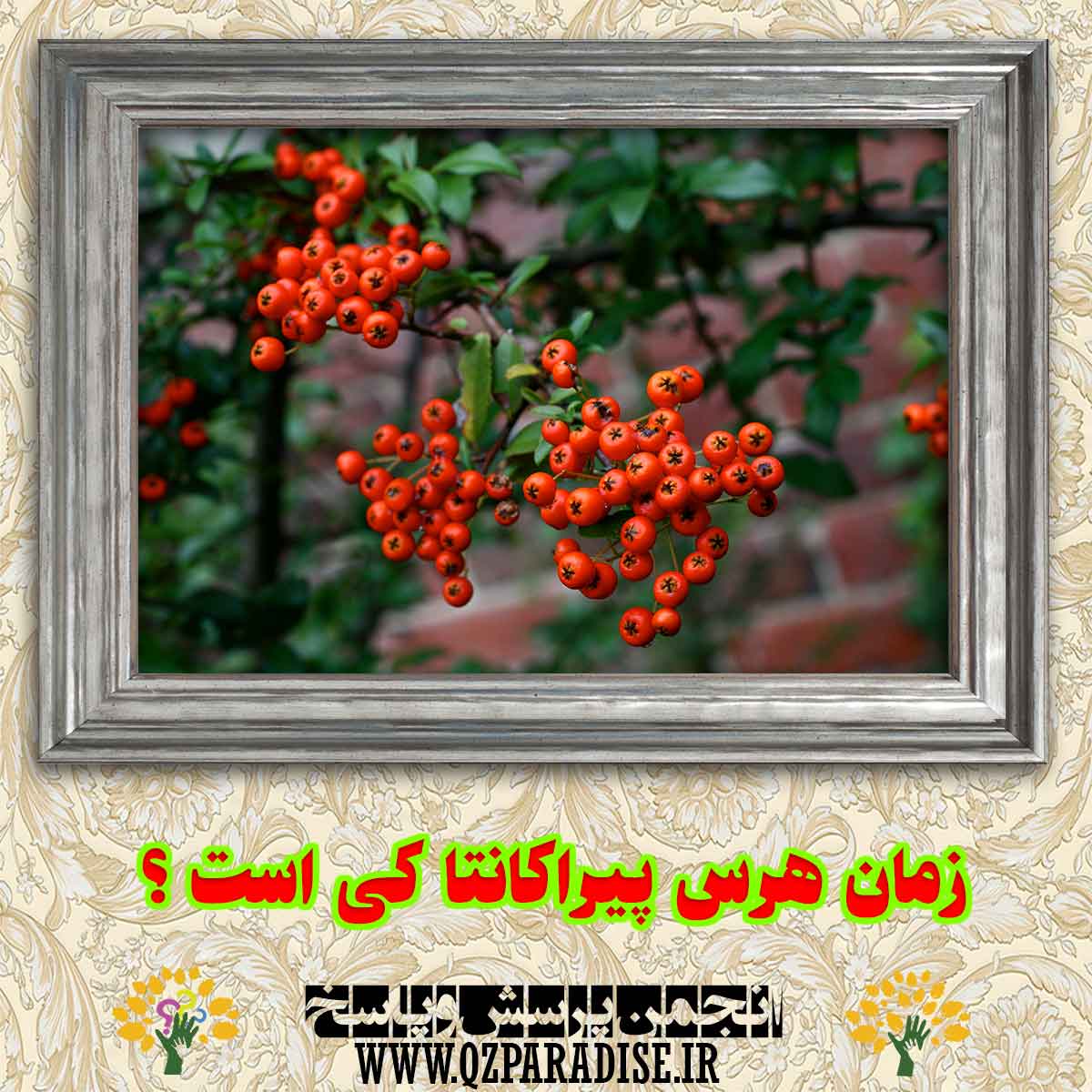 زمان هرس پیراکانتا کی است؟ 0b311ee37de70df372d930cbd07935431a5c1c85 290 - زمان هرس پیراکانتا کی است؟