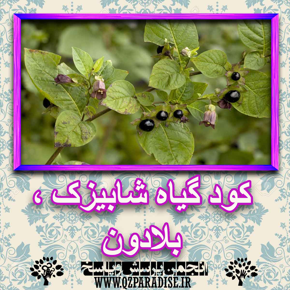 0b50dc35697f4128e4f09657a732206a64b9fb4a 227 - کود مناسب گیاه شابیزک ، بلادون چیست و چه خاصیتی دارد؟