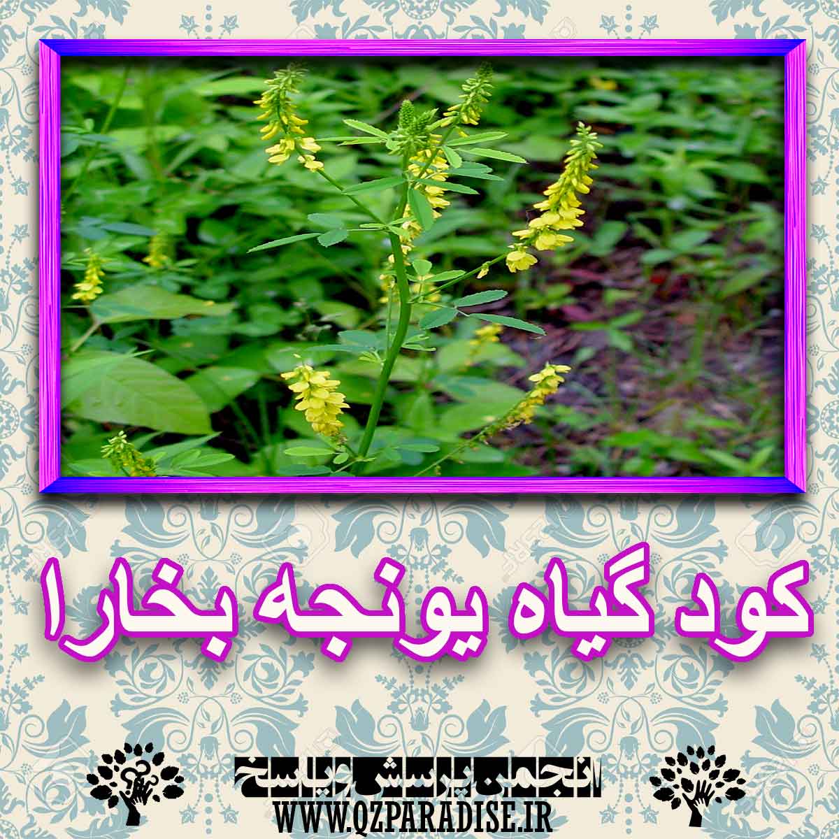 کود مناسب گیاه یونجه بخارا چیست و چه خاصیتی دارد؟ 0c1feaf78aa52b866587982e4629be604cabbf54 227 - کود مناسب گیاه یونجه بخارا چیست و چه خاصیتی دارد؟