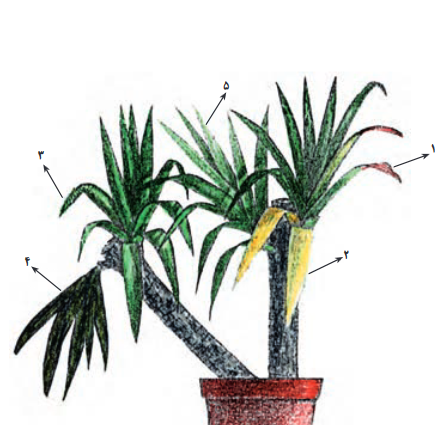 0c2265b928553f95ddd9bdec38a7e762d71d2bf3 335 - اصول داشت و تکثیر یوکا چیست ؟