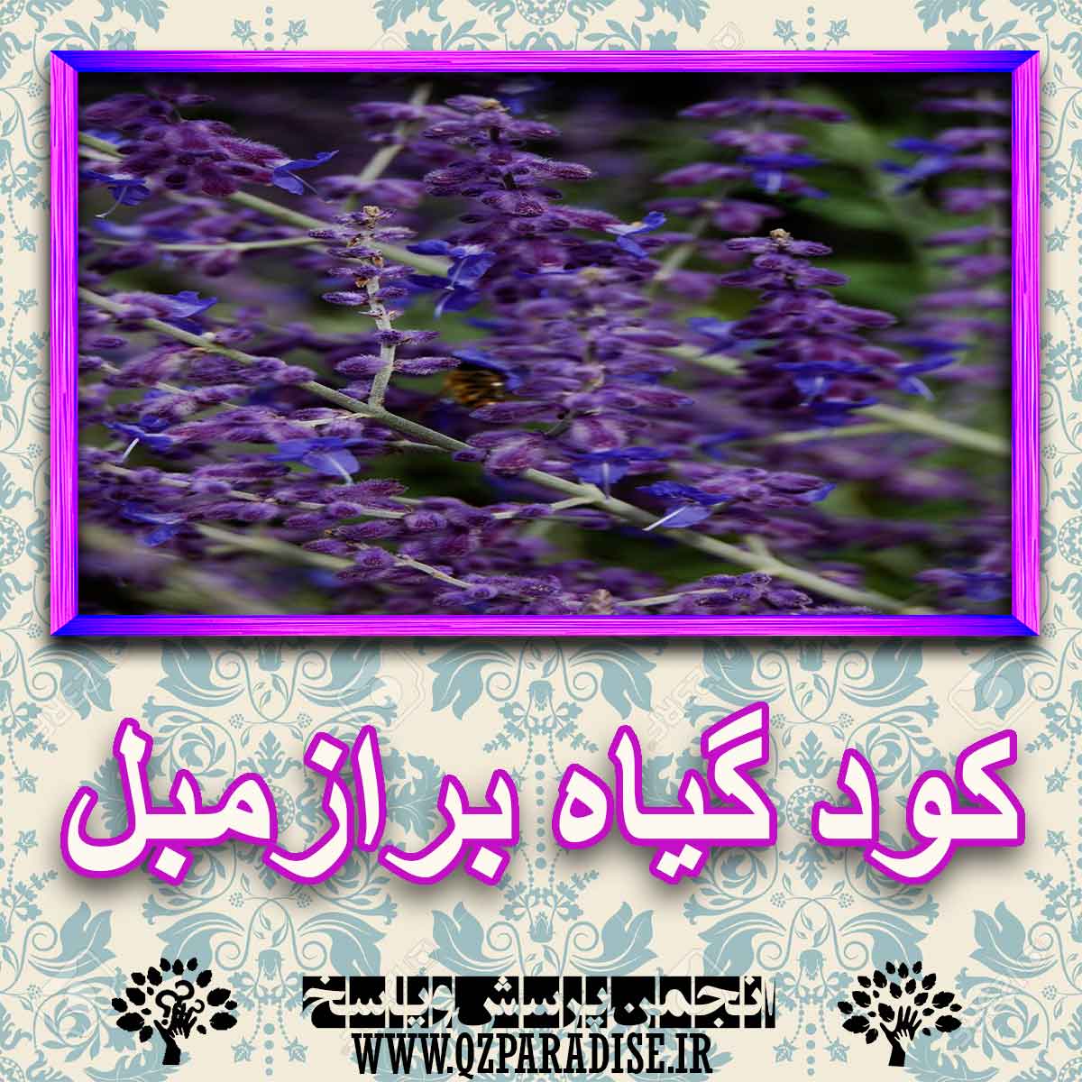 0c8cb1d4bd35396890164301df0c2ad334c09477 227 - خواص استفاده از گیاه بادرنجبویه برازمبل را شرح دهید ؟