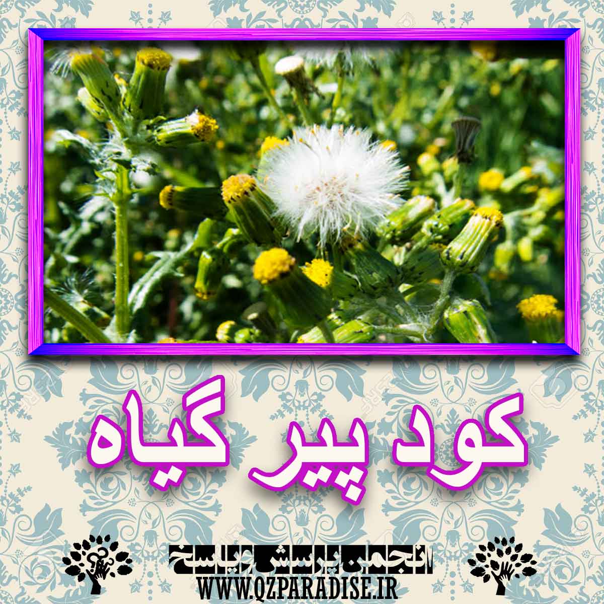 خواص استفاده از کود پیر گیاه را شرح دهید ؟ 0cddb26e5a9720b1ea785bd69e3884b68569eff6 227 - خواص استفاده از کود پیر گیاه را شرح دهید ؟