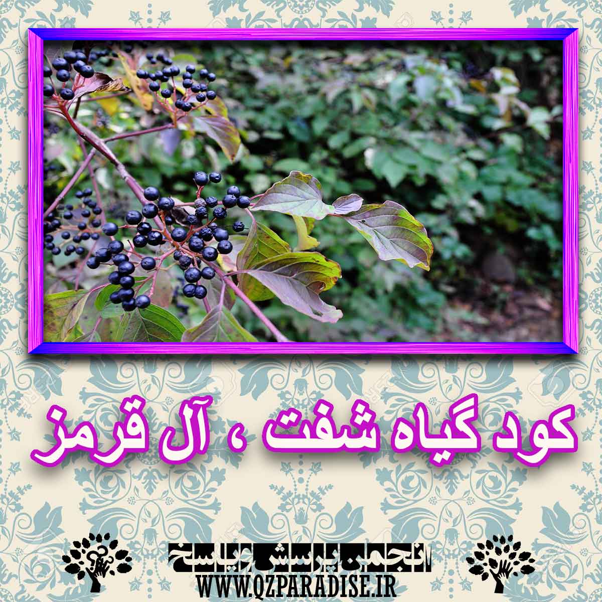 0e21316928bf020f845a11d0373a788f28045f94 227 - خواص استفاده از کود گیاه شفت ، آل قرمز شرح دهید ؟