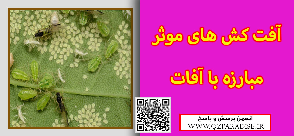 در رابطه با آفت کش ها و سموم مبارزه با آفات در کشاورزی توضیحاتی ارایه دهید ؟ 0e84f163df545c9ee7fb9a6a5cfa18b08ae3d5ce 9 - در رابطه با آفت کش ها و سموم مبارزه با آفات در کشاورزی توضیحاتی ارایه دهید ؟