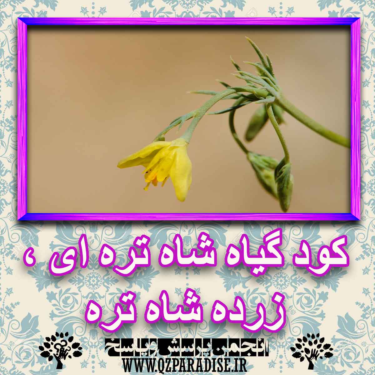 خواص استفاده از گیاه-شاه-تره-ای-زرده-شاه-تره را شرح دهید ؟ 0f0b9e57895998bd673da49f81386546f27b21d2 227 - خواص استفاده از گیاه-شاه-تره-ای-زرده-شاه-تره را شرح دهید ؟