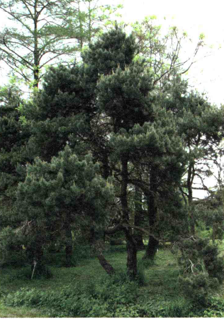 کود مناسب گیاه کاج جنگلی چیست و چه خاصیتی دارد؟ 0f8884ed1b4d055d528d0a714d021300bcac20e3 14 - کود مناسب گیاه کاج جنگلی چیست و چه خاصیتی دارد؟