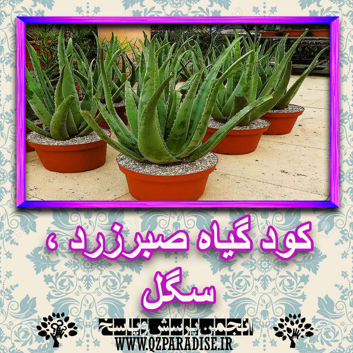 خواص استفاده از گیاه-صبرزرد-سگل را شرح دهید ؟ 0f8fddd2372546babe73321c97984ed426f4efb4 227 - خواص استفاده از گیاه-صبرزرد-سگل را شرح دهید ؟