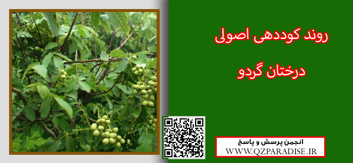 ضرورت مصرف بهینه کودهای شیمیایی برای افزایش عملکرد درخت گردو را شرح دهید ؟ 10591582c5bd76c7f1cfdc7e1cc4e4c180c8b796 9 - ضرورت مصرف بهینه کودهای شیمیایی برای افزایش عملکرد درخت گردو را شرح دهید ؟