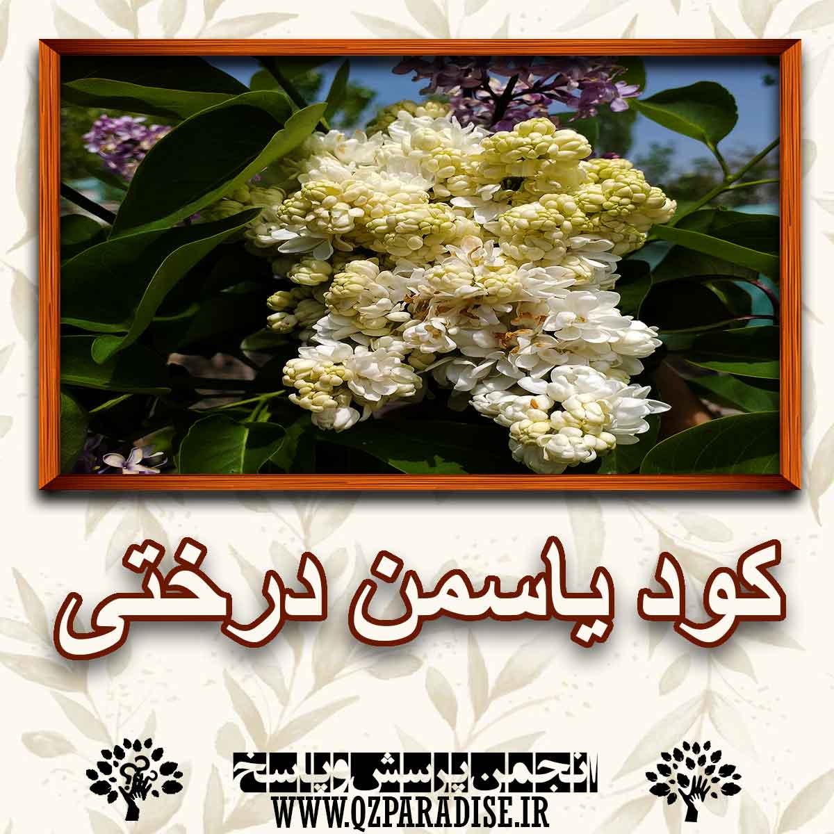 خواص استفاده از کود گیاه یاسمن درختی را شرح دهید ؟ 10f5a14a96c87a0b92a6b5465d6d9c802198db16 227 - خواص استفاده از کود گیاه یاسمن درختی را شرح دهید ؟