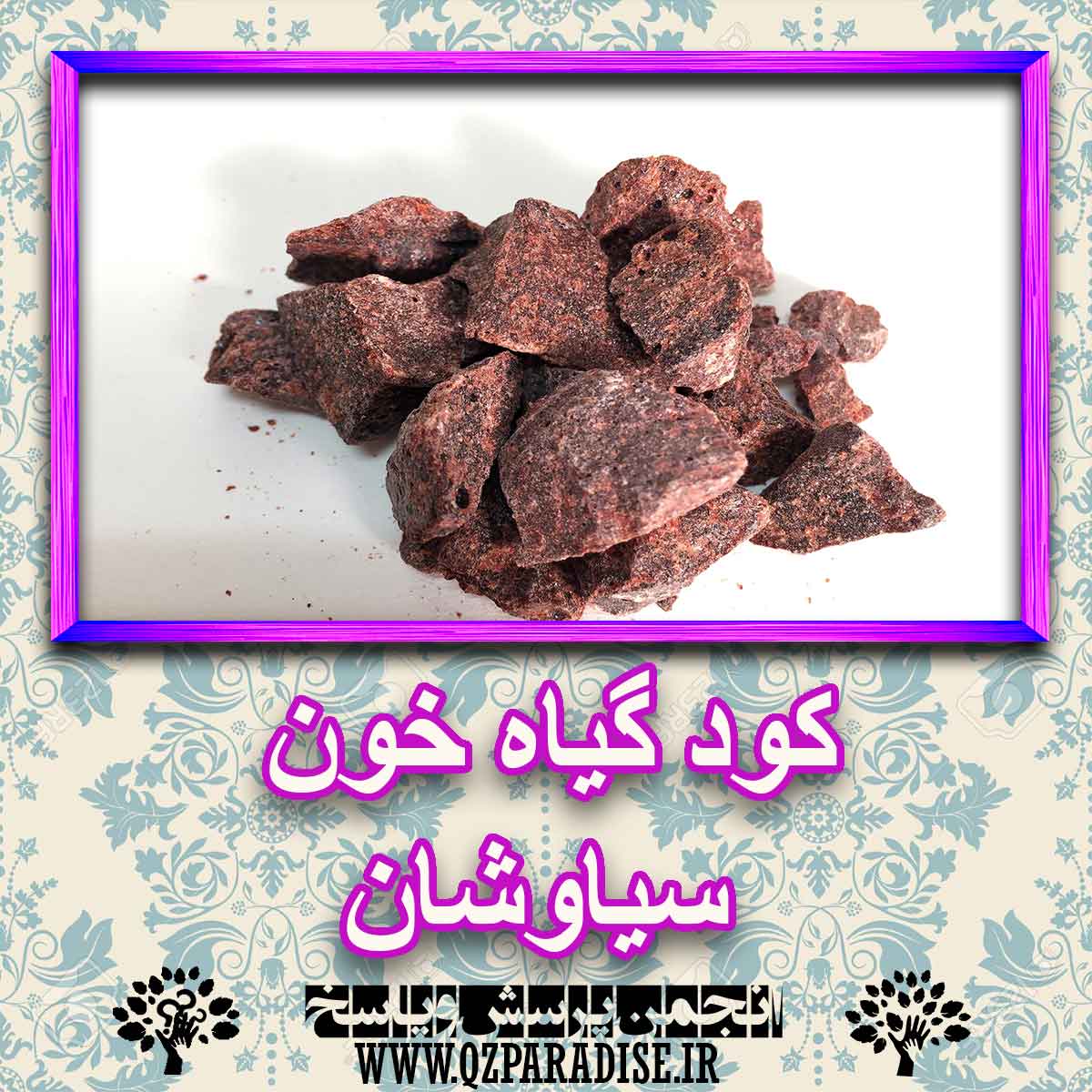کود مناسب گیاه خون سیاوشان چیست و چه خاصیتی دارد؟ 10fb60dd301f904fd182d07dd4cb701c7021f88e 227 - کود مناسب گیاه خون سیاوشان چیست و چه خاصیتی دارد؟