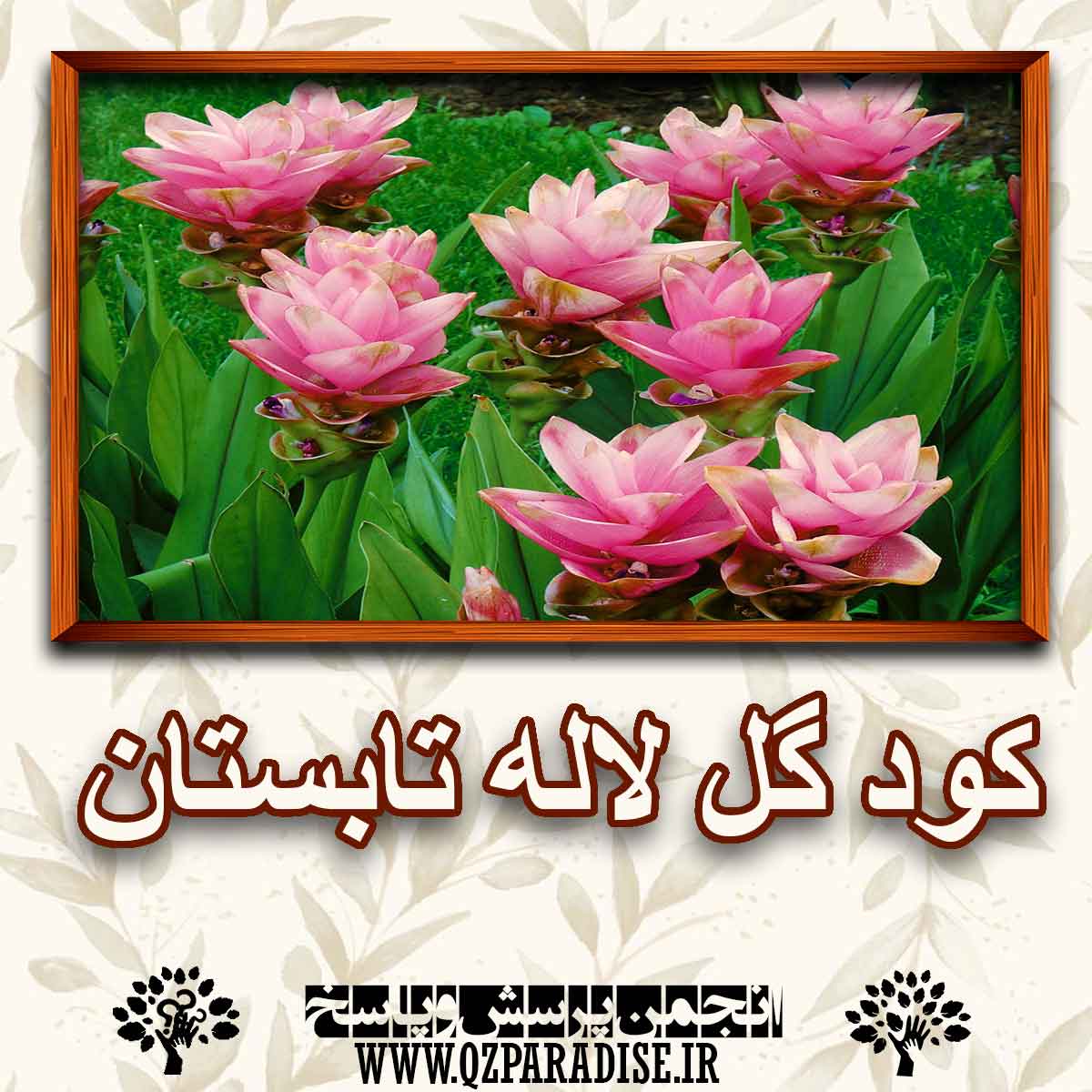 خواص و فواید کود گل لاله تابستان را شرح دهید ؟ 11bc29dd77a37223008aa63f419a6f95c9e835db 227 - خواص و فواید کود گل لاله تابستان را شرح دهید ؟