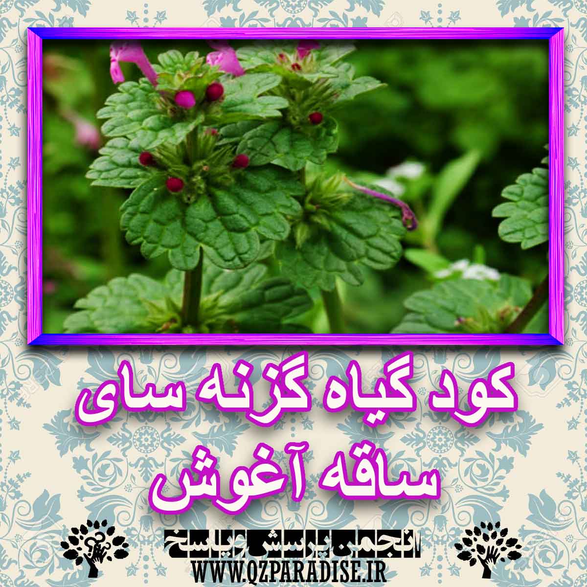 خواص استفاده از گیاه-گزنه-سای-ساقه-آغوش را شرح دهید ؟ 11d110443c5df409cdec60d8ed3deff1da08939c 227 - خواص استفاده از گیاه-گزنه-سای-ساقه-آغوش را شرح دهید ؟