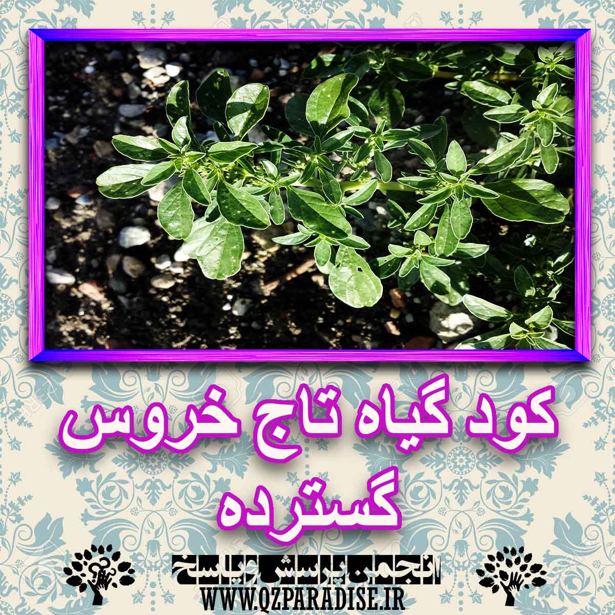 خواص استفاده از کود گیاه تاج خروس گسترده را شرح دهید ؟ 12a2c6a561fc3f7b28aa2135c4342bff3d10203a 227 - خواص استفاده از کود گیاه تاج خروس گسترده را شرح دهید ؟