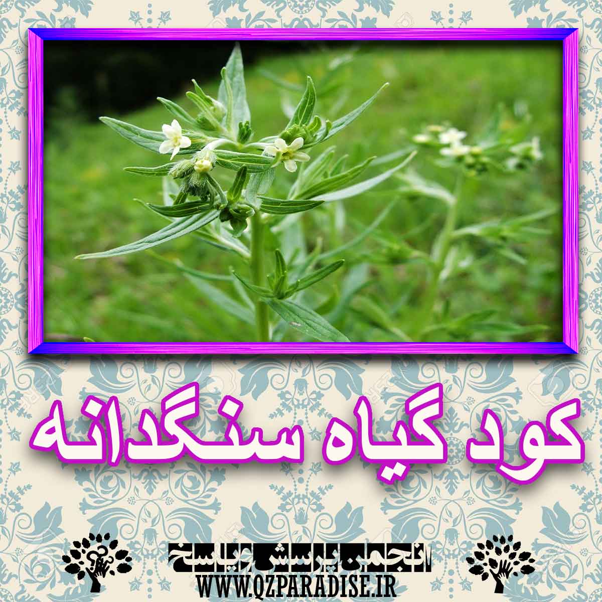 خواص استفاده از کود گیاه سنگدانه شرح دهید ؟ 12b8eff38b90a5bcc23e7d49c78d8f18c5427681 227 - خواص استفاده از کود گیاه سنگدانه شرح دهید ؟