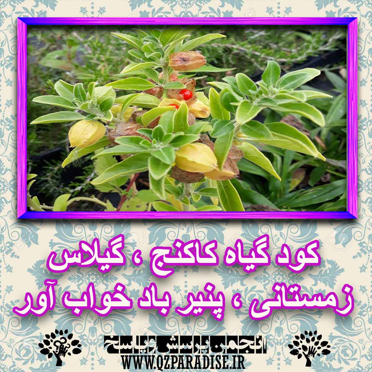 کود مناسب گیاه کاکنج ، گیلاس زمستانی ، پنیر باد خواب آور چیست و چه خاصیتی دارد؟ 1322aa989796dc2459fa47b7156af5076d875dc6 227 - کود مناسب گیاه کاکنج ، گیلاس زمستانی ، پنیر باد خواب آور چیست و چه خاصیتی دارد؟