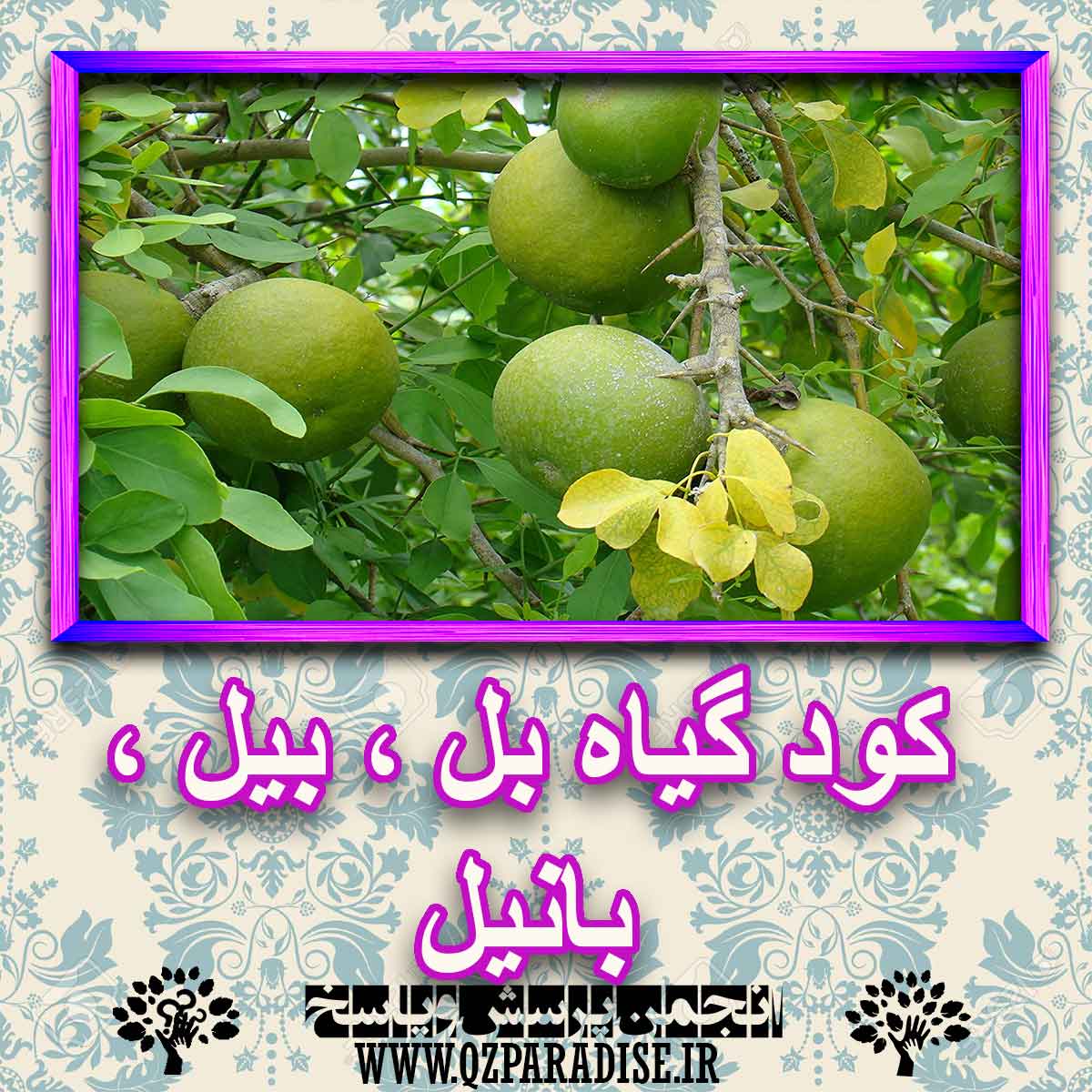 کود مناسب گیاه بل ، بیل ، بانیل چیست و چه خاصیتی دارد؟ 13802208186f2a2ee3ddfe5bdcff339b058edb99 227 - کود مناسب گیاه بل ، بیل ، بانیل چیست و چه خاصیتی دارد؟