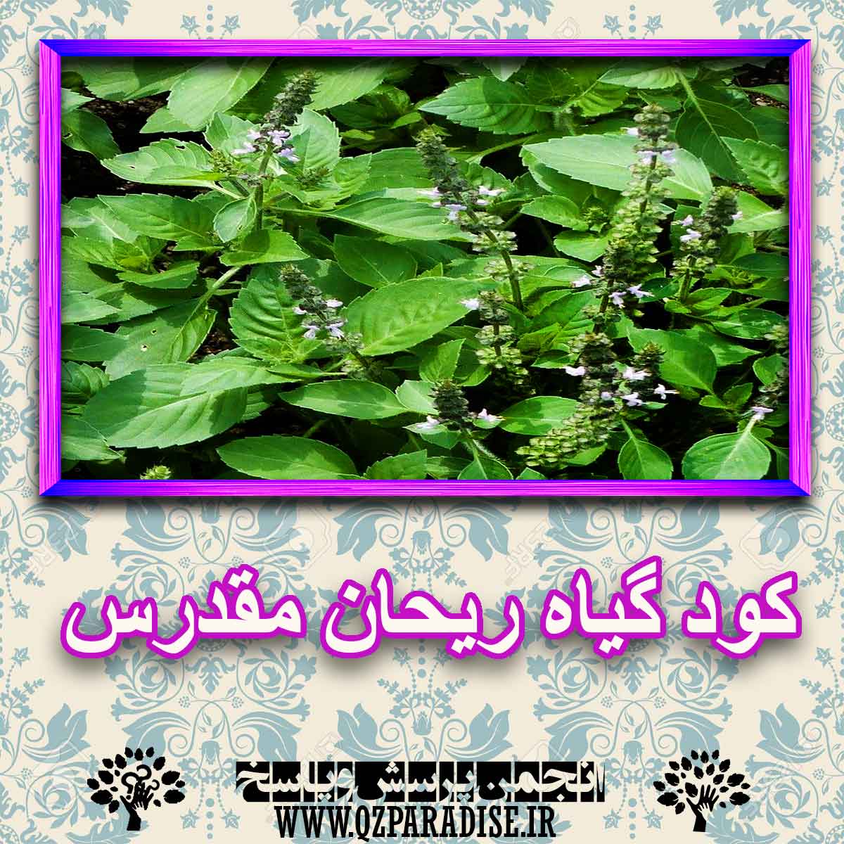 13ea7eda35345bdc8a2c68f30ce9e248664e036e 227 - خواص استفاده از گیاه-ریحان-مقدرس را شرح دهید ؟