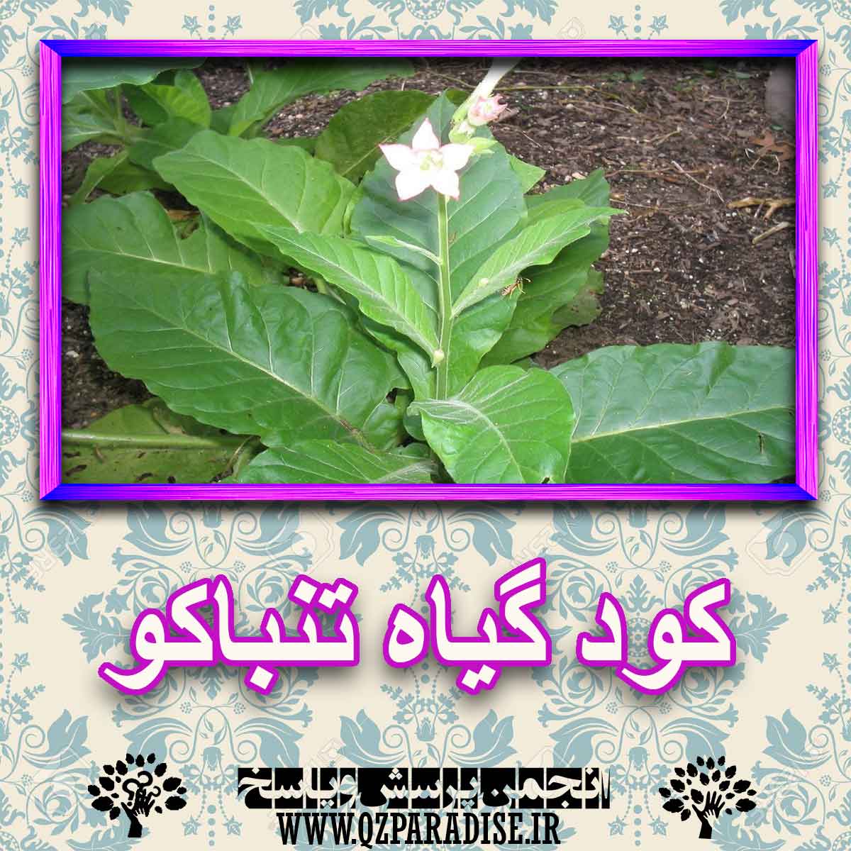 کود مناسب گیاه تنباکو چیست و چه خاصیتی دارد؟ 13f583477bf5280cfbdcbe4aa9355abebc0607af 227 - کود مناسب گیاه تنباکو چیست و چه خاصیتی دارد؟