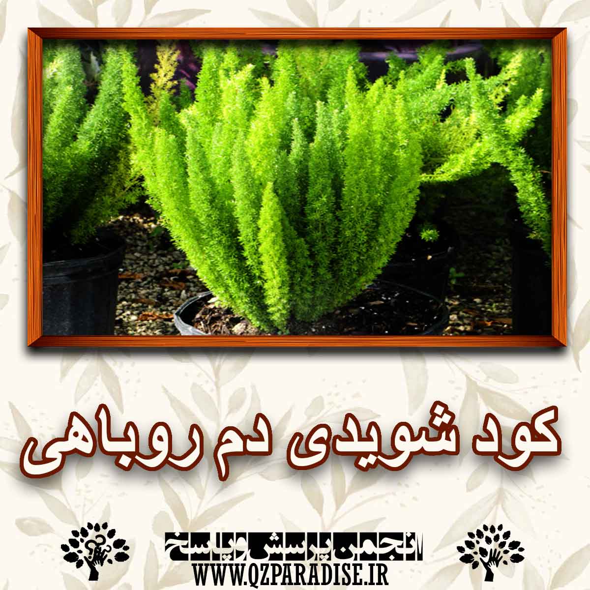 14314a92acd523002a0fd5f39686bacfdffff1ff 147 - کود مناسب گیاه شویدی دم روباهی را شرح دهید ؟