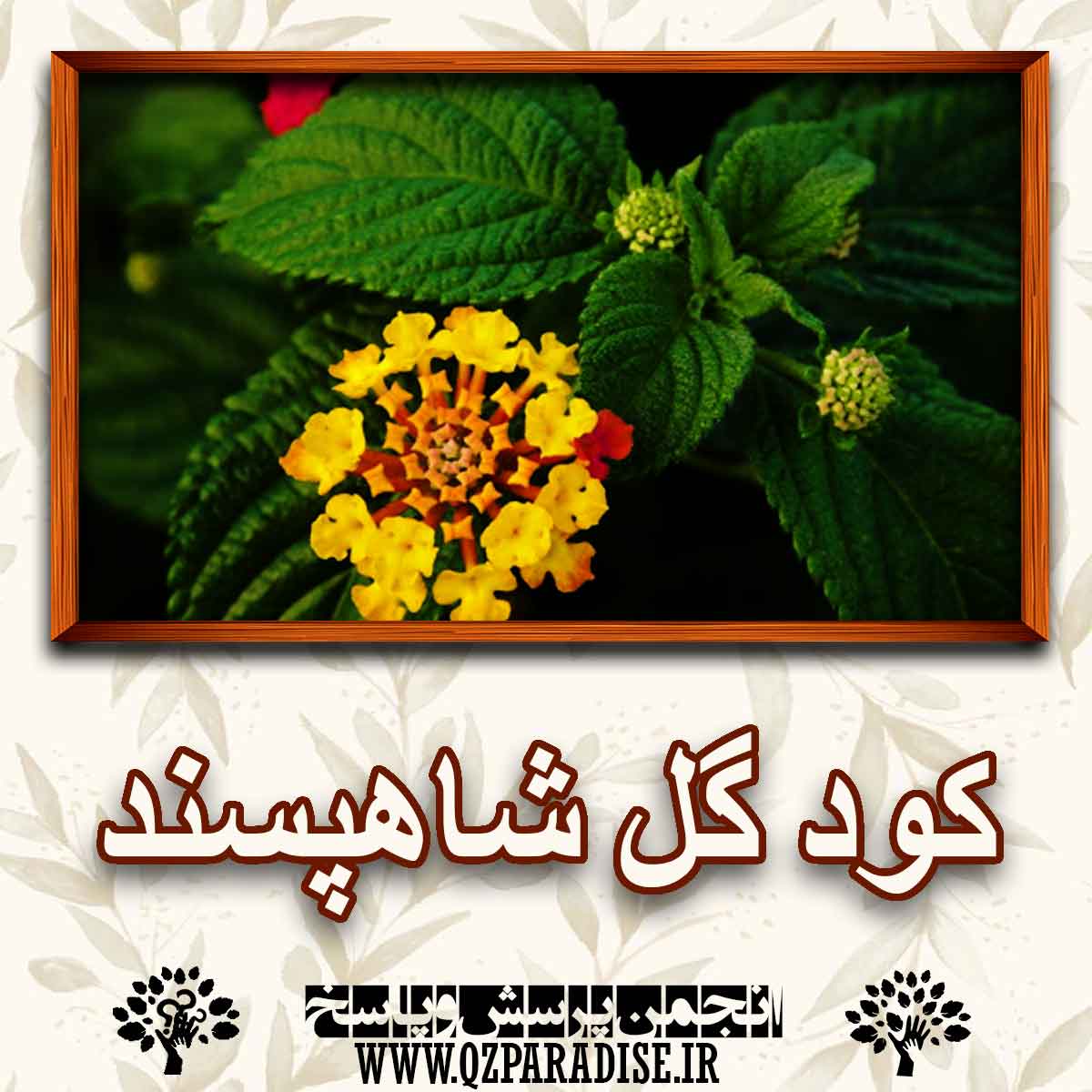 خواص و فواید کود گل شاهپسند را شرح دهید ؟ 147f0ee438c5da7afd8b965ae734a255ae344e31 227 - خواص و فواید کود گل شاهپسند را شرح دهید ؟