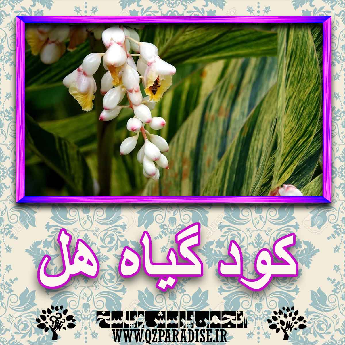 کود مناسب گیاه هل چیست و چه خاصیتی دارد؟ 14fbe4b835ba4e61e479730b612992b55cb9b2ec 227 - کود مناسب گیاه هل چیست و چه خاصیتی دارد؟