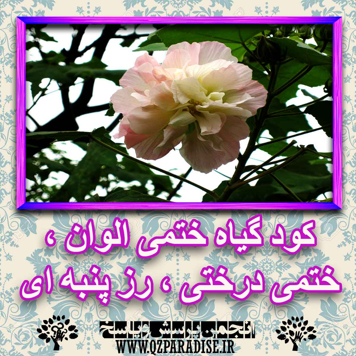 خواص استفاده از گیاه-ختمی-الوان-ختمی-درختی-رز-پنبه-ای را شرح دهید ؟ 156b9141b9b2a077c84fd1785ae82c71f437f967 227 - خواص استفاده از گیاه-ختمی-الوان-ختمی-درختی-رز-پنبه-ای را شرح دهید ؟