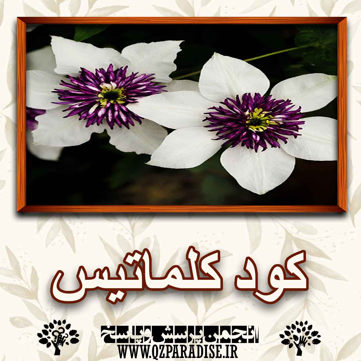 کود مناسب گیاه کلماتیس را شرح دهید ؟ 15c9b4a63dcfeda40393458d0a443c8f9fa01e82 147 - کود مناسب گیاه کلماتیس را شرح دهید ؟