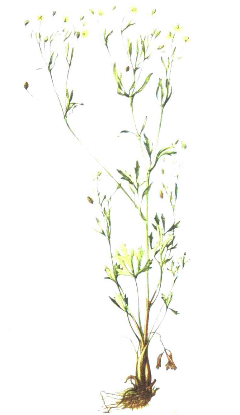 کود مناسب گیاه آلاله تاول دار ، آلاله آبله روی چیست و چه خاصیتی دارد؟ 163a7ec266fe55e31115c1164b10156fedc4c9ef 14 - کود مناسب گیاه آلاله تاول دار ، آلاله آبله روی چیست و چه خاصیتی دارد؟