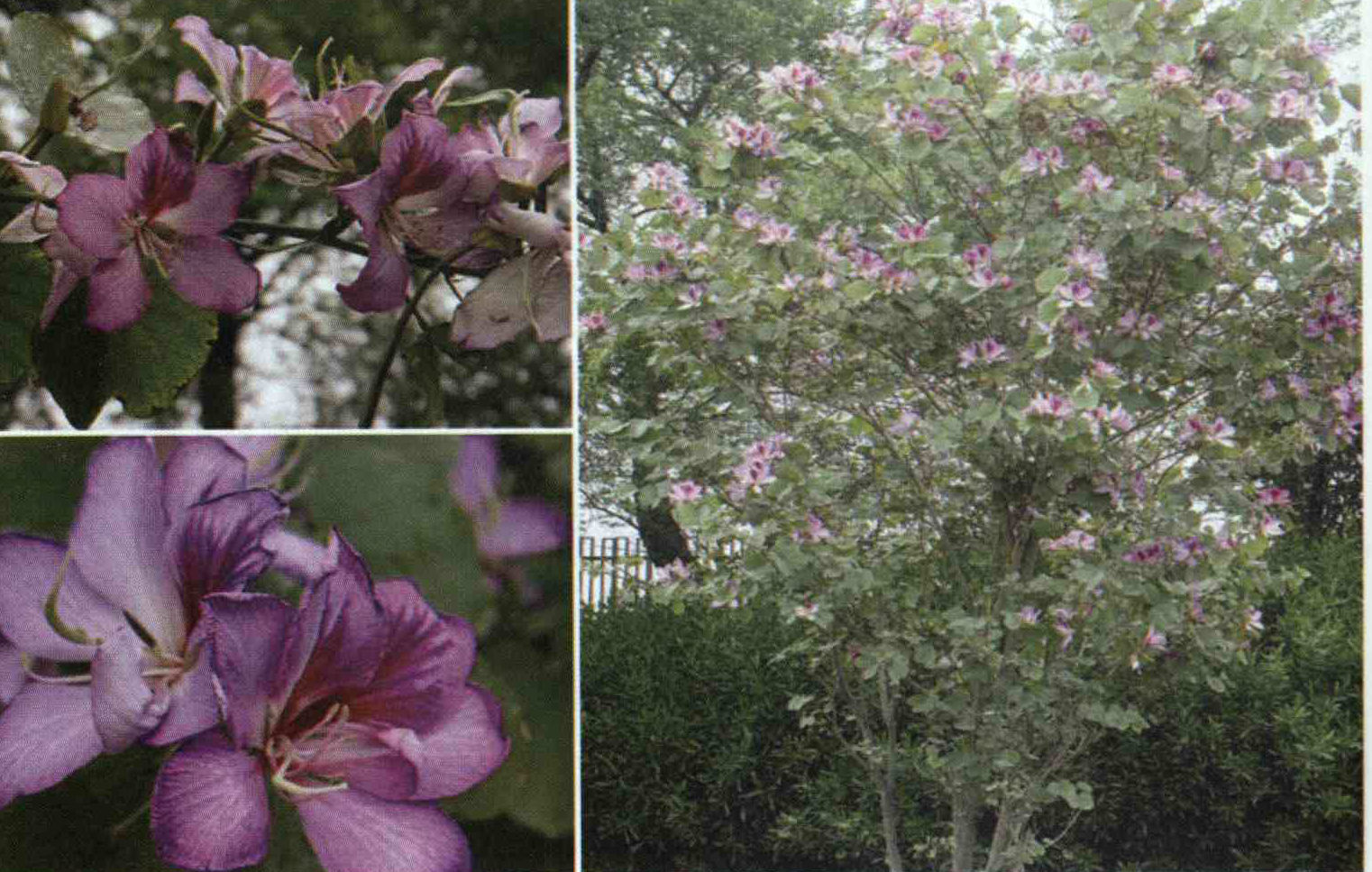 خواص استفاده از کود گیاه بهیمه را شرح دهید ؟ 1697a02bf57aaea21c67c538f7dcdc261e4a09a9 14 - خواص استفاده از کود گیاه بهیمه را شرح دهید ؟