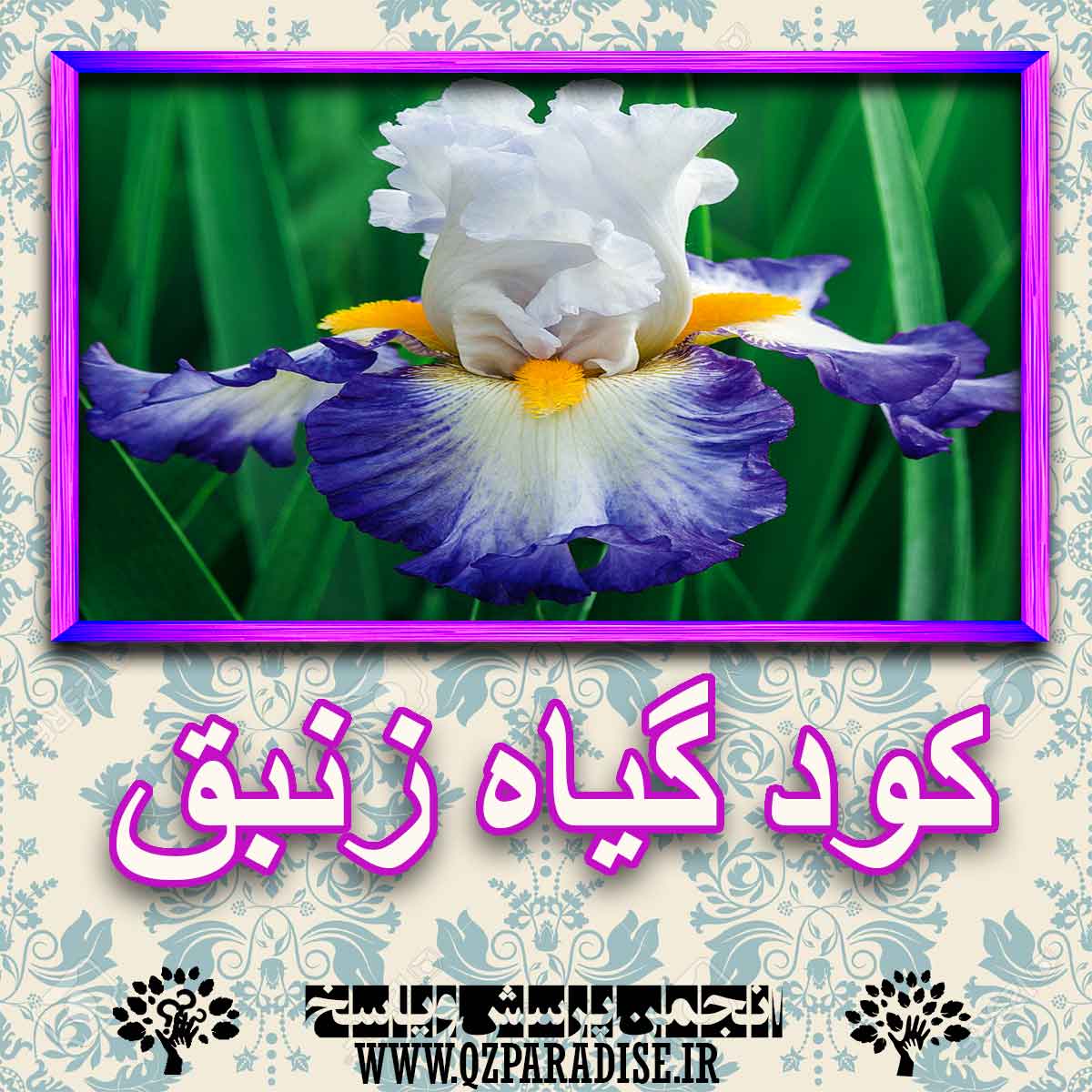 خواص استفاده از گیاه-زنبق را شرح دهید ؟ 169e89267790c59db68d78da9aadfe5157687fb5 227 - خواص استفاده از گیاه-زنبق را شرح دهید ؟