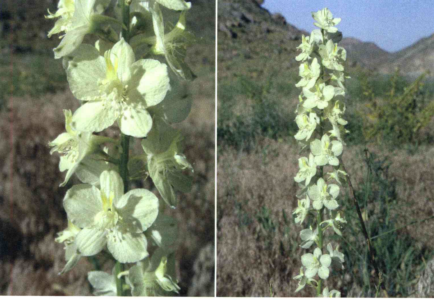 کود مناسب گیاه زبان پس قفای زرد ، ذلیل چیست و چه خاصیتی دارد؟ 16ae402090bd8f1216a1bcf7b19ef4e8ff14a0fe 14 - کود مناسب گیاه زبان پس قفای زرد ، ذلیل چیست و چه خاصیتی دارد؟