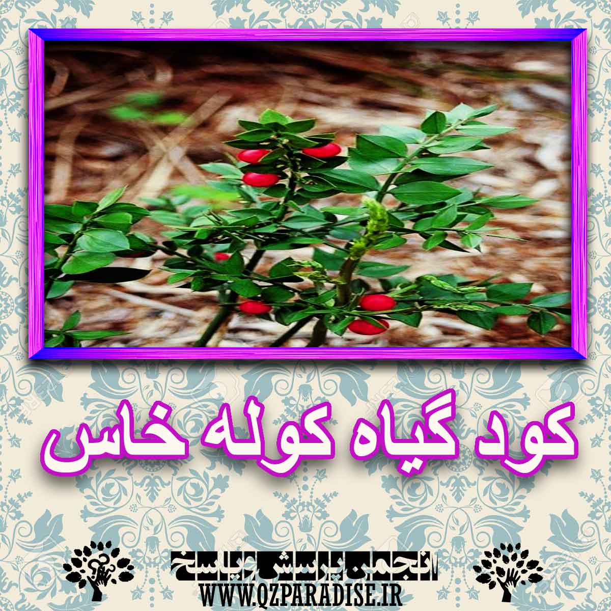 خواص استفاده از گیاه-کوله-خاس را شرح دهید ؟ 172f2ccd6c11806ae1c5ecc07bad8f8a8a6b6a73 227 - خواص استفاده از گیاه-کوله-خاس را شرح دهید ؟