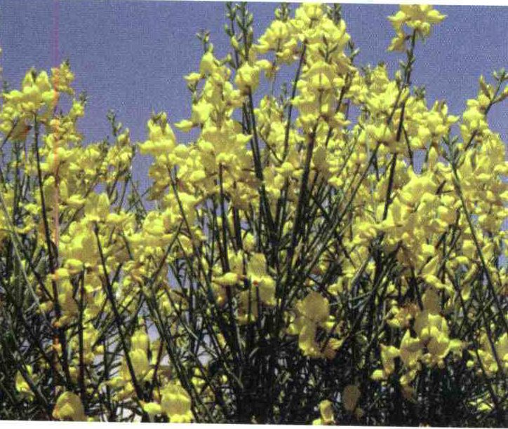 کود مناسب گیاه طاووسی چیست و چه خاصیتی دارد؟ 181e48632bb7aa7b8a3178c50c311a485f150317 14 - کود مناسب گیاه طاووسی چیست و چه خاصیتی دارد؟