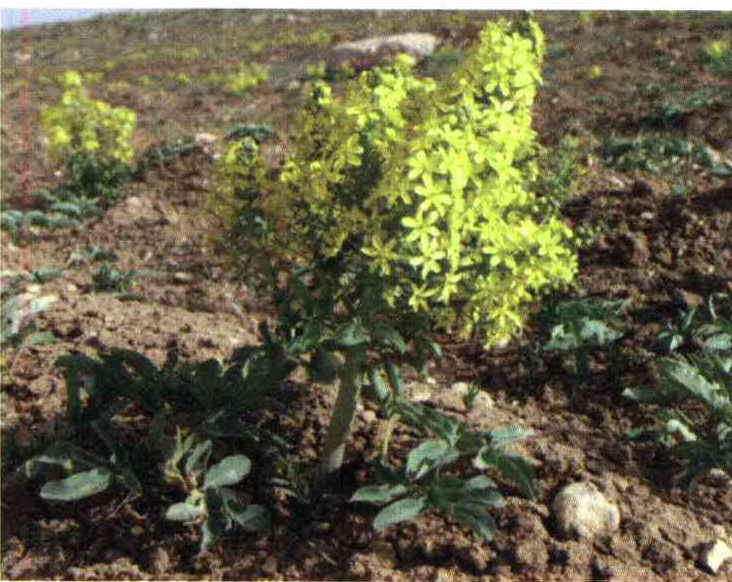 کود مناسب گیاه ترب شیر ، چشم شیر چیست و چه خاصیتی دارد؟ 1823354cf2168d835518ac3ae120a16f550f8aa7 14 - کود مناسب گیاه ترب شیر ، چشم شیر چیست و چه خاصیتی دارد؟