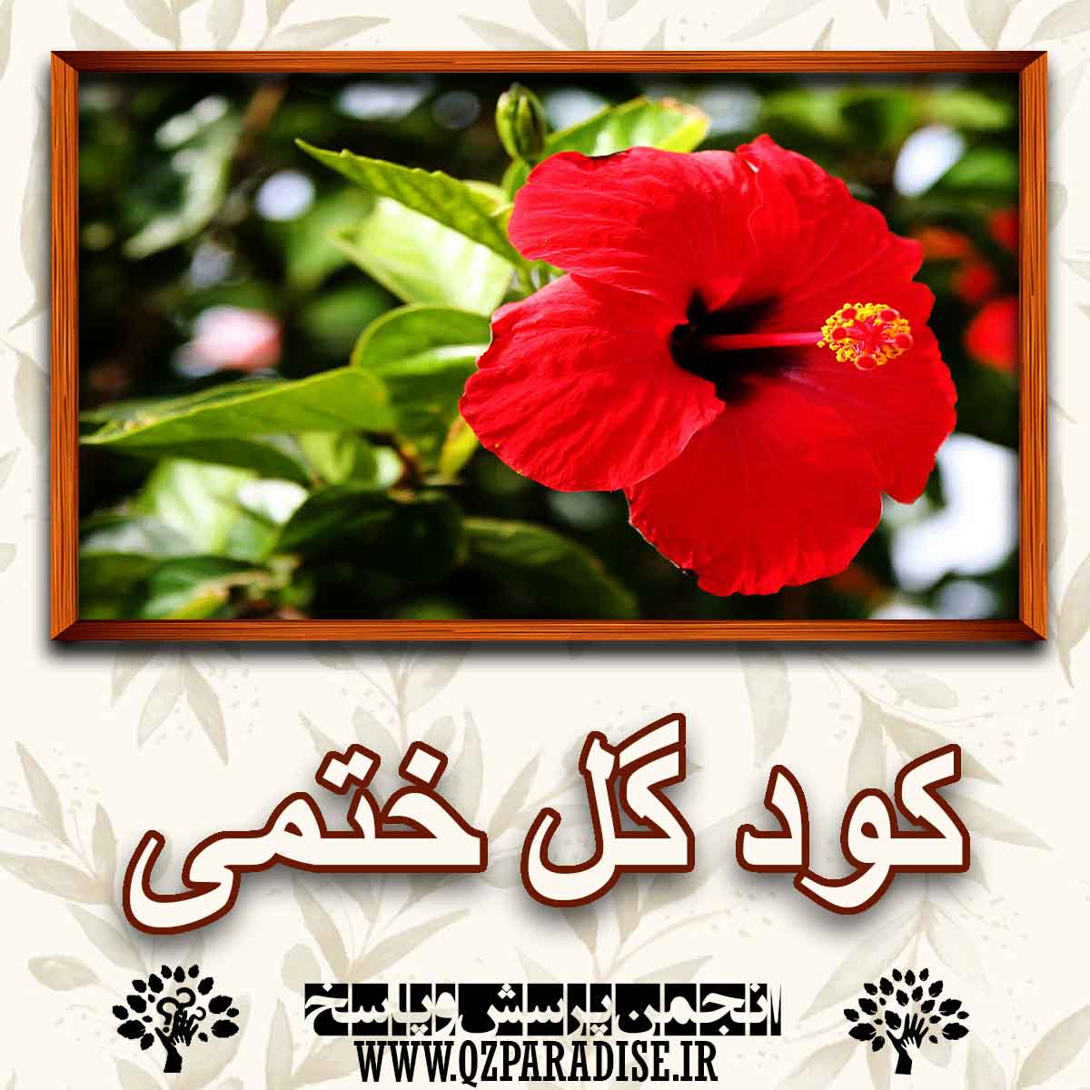 خواص و فواید کود گل ختمی را شرح دهید ؟ 1829b7ed7772c2e874dfcaaa9aa5e70f6a61d881 227 - خواص و فواید کود گل ختمی را شرح دهید ؟