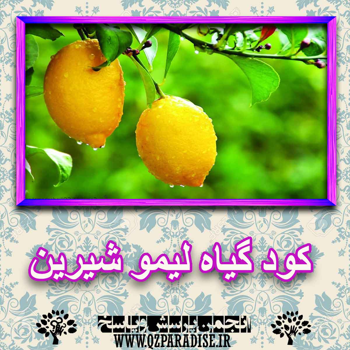 کود مناسب گیاه لیمو شیرین چیست و چه خاصیتی دارد؟ 18d522c744ae0cd6c7e760d02a4d84eb4e3b695d 227 - کود مناسب گیاه لیمو شیرین چیست و چه خاصیتی دارد؟