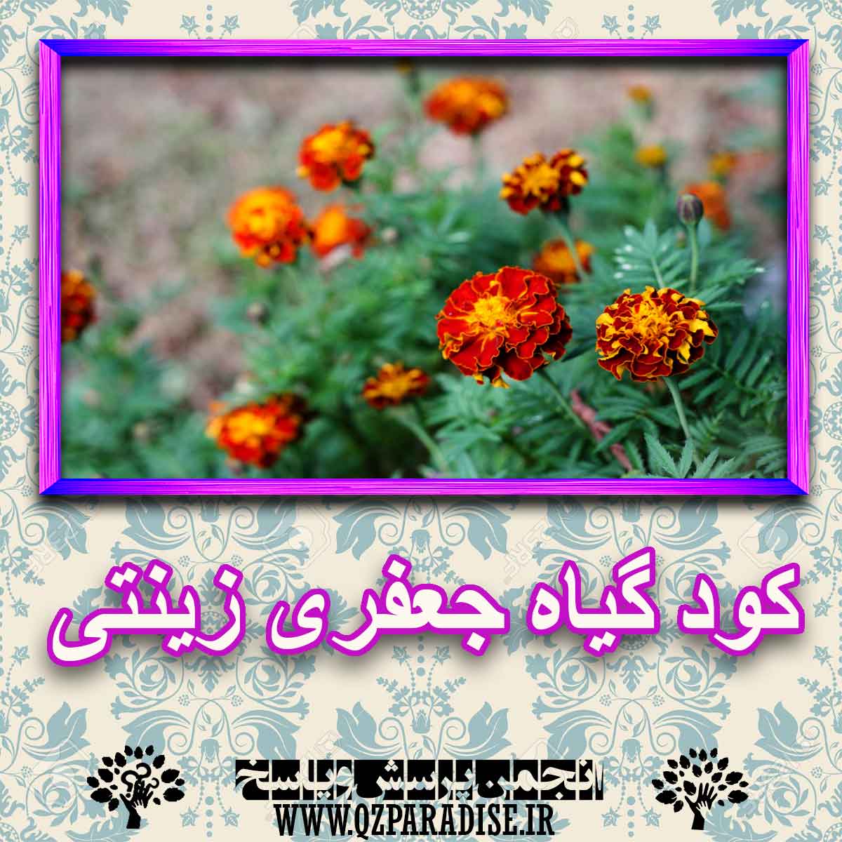 خواص استفاده از کود گیاه جعفری زینتی را شرح دهید ؟ 1905c19b6774bc583543e581f1e1a5fea3980c81 227 - خواص استفاده از کود گیاه جعفری زینتی را شرح دهید ؟