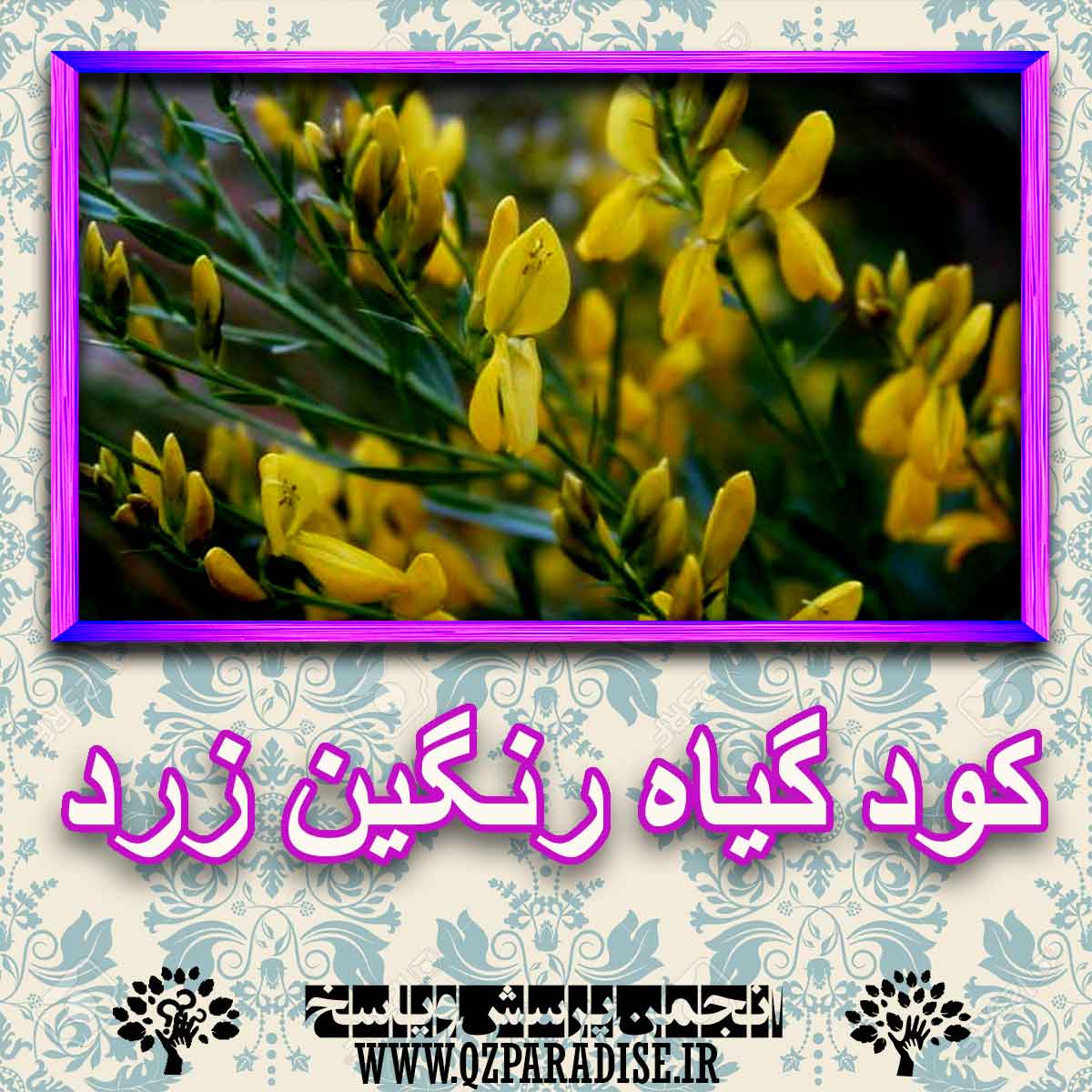 کود مناسب گیاه رنگین زرد چیست و چه خاصیتی دارد؟ 1981b35af144096fba44d76f414d9e722bf32ca1 227 - کود مناسب گیاه رنگین زرد چیست و چه خاصیتی دارد؟